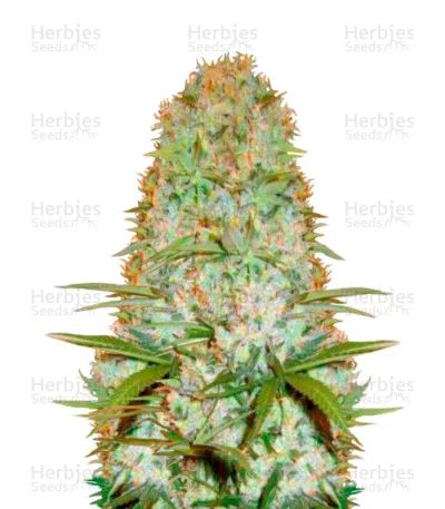 Red Russian XXL van Victory Seeds