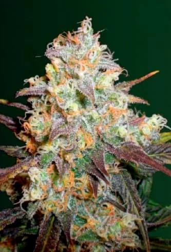 Chocodope van Victory Seeds