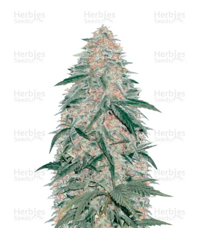AK-77V van Victory Seeds