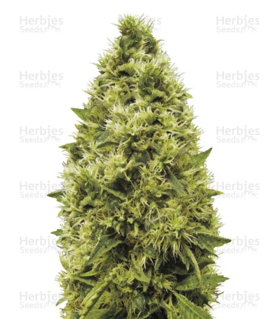 White Widow van Victory Seeds