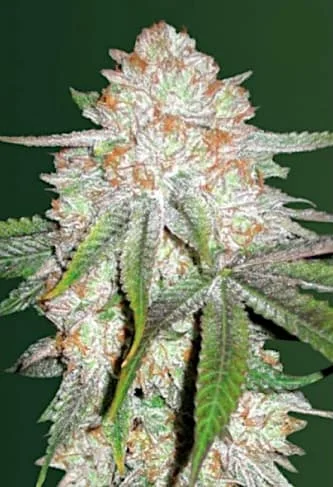 Chocodope van Victory Seeds