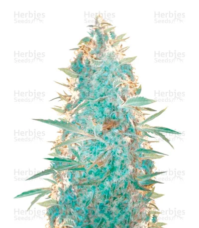 Ultra Power Plant van Victory Seeds
