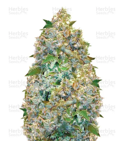Chronic Monster XXL van Victory Seeds