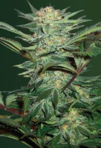 White Widow van Victory Seeds