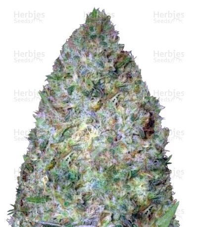 Chronic Monster XXL van Victory Seeds