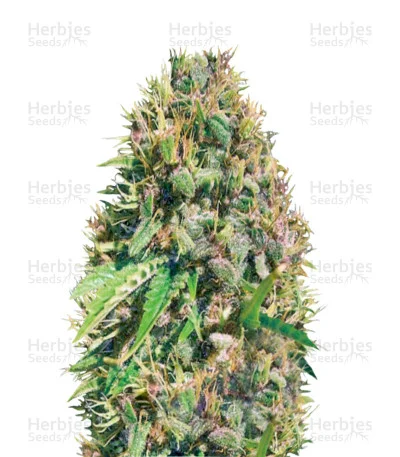 Super Mazar van Victory Seeds