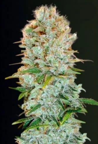 Critical van Victory Seeds