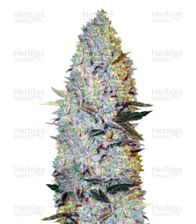 Amnesium van Victory Seeds