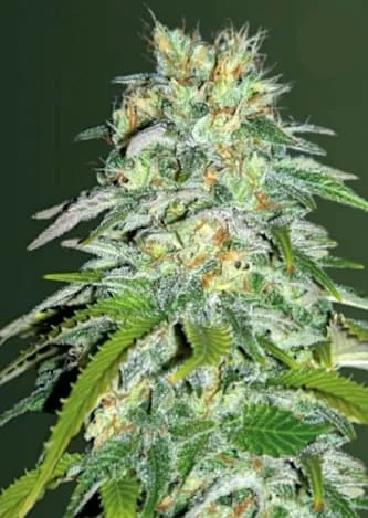 Parmesan van Victory Seeds