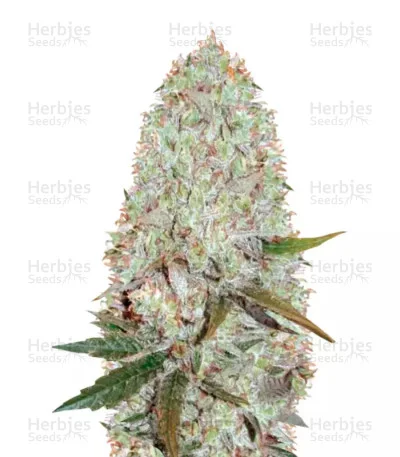 Amnesia Haze van Victory Seeds