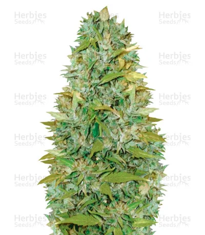 Biggest Bud van Victory Seeds
