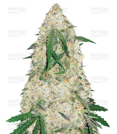 Bubblegum+ Pro van Victory Seeds