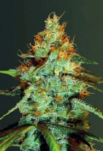 Original Limonade Skunk van Victory Seeds