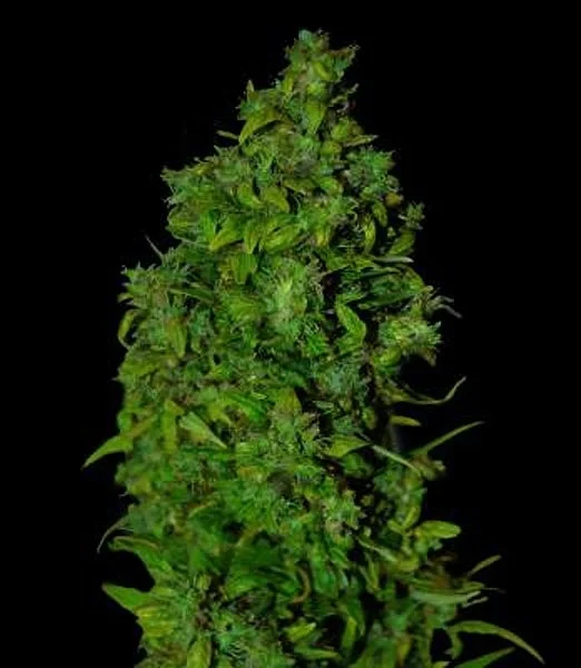 VIP Dwarf van VIP Seeds