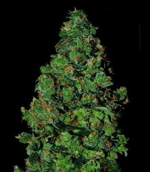 Membrana Hiper van VIP Seeds