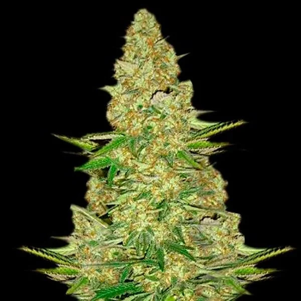 Power Vip van VIP Seeds