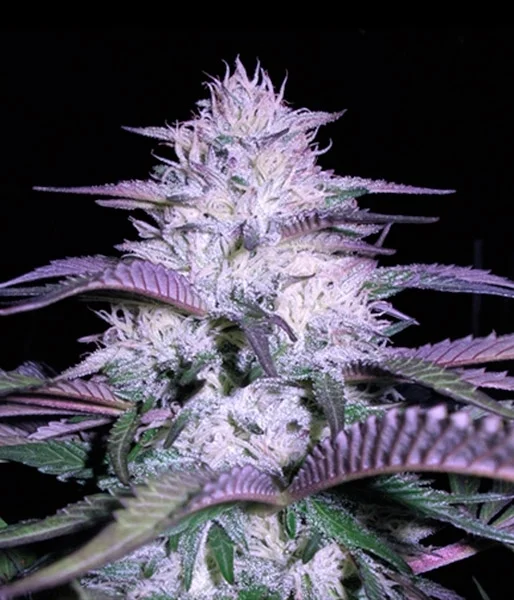 Currant Kush van VIP Seeds