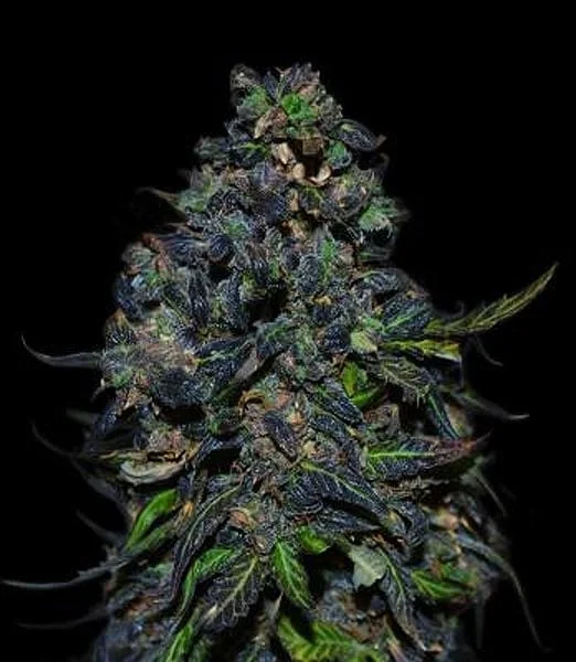Taison van VIP Seeds