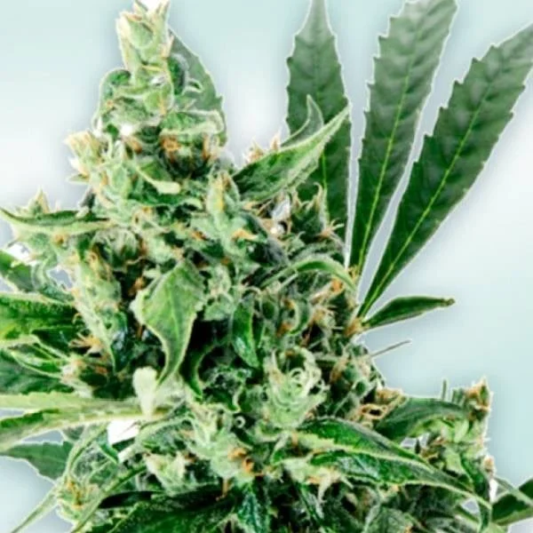 Atlant CBD van VIP Seeds