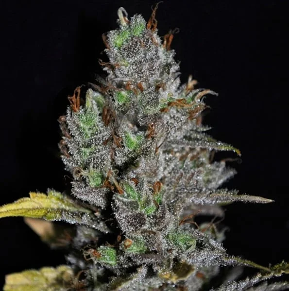 Viagrra van VIP Seeds
