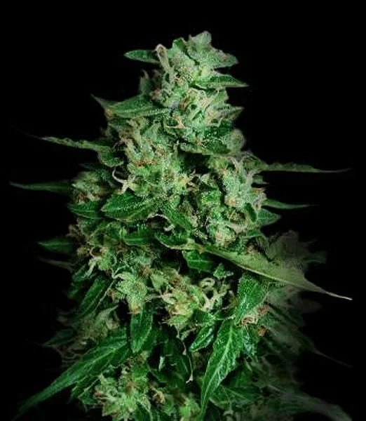 Northern Delights van VIP Seeds