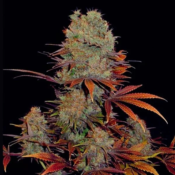 Landysh van VIP Seeds