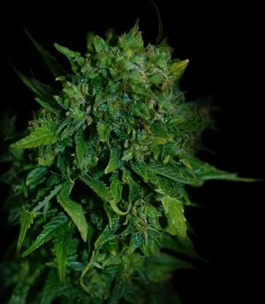 VIP van VIP Seeds