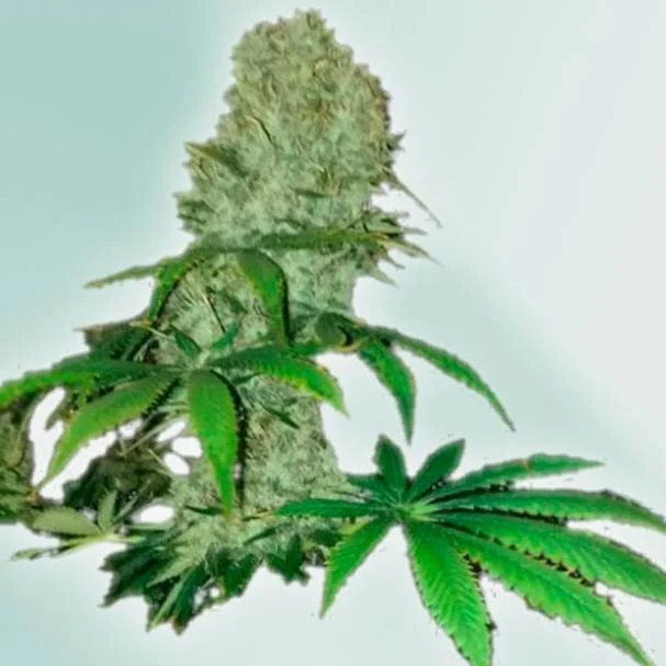 Cure CBD van VIP Seeds