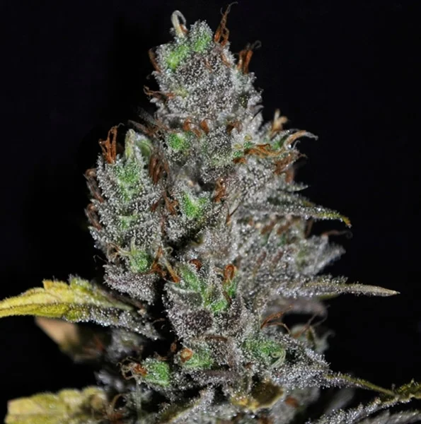 Viagrra van VIP Seeds