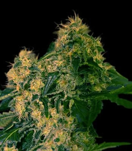 Torpedo van VIP Seeds