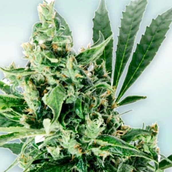 Atlant CBD van VIP Seeds