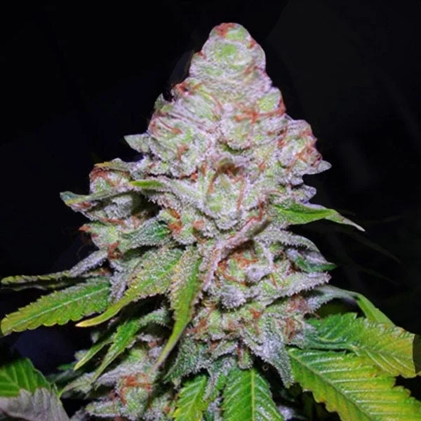 White Berry van VIP Seeds