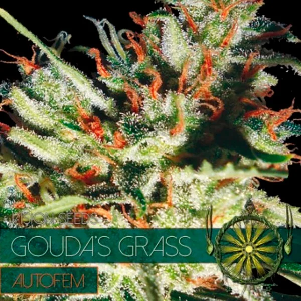 Gouda's Grass van Vision Seeds