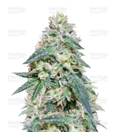 Bona Dea CBD+ van Vision Seeds