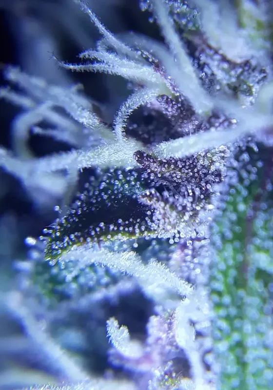 Gorilla van Vision Seeds