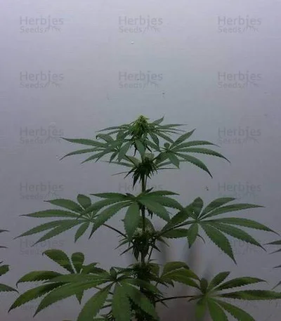 Bona Dea CBD+ van Vision Seeds