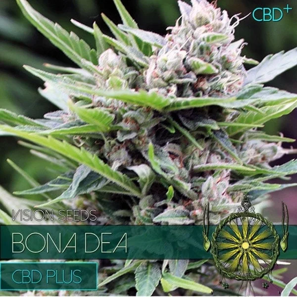 Bona Dea CBD+ van Vision Seeds