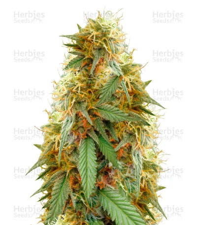 Medical 49 CBD+ van Vision Seeds