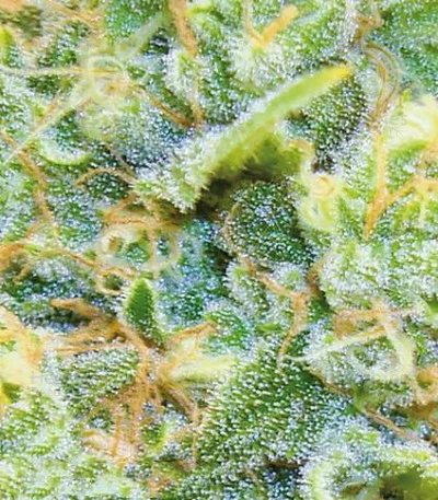 Medical 49 CBD+ van Vision Seeds