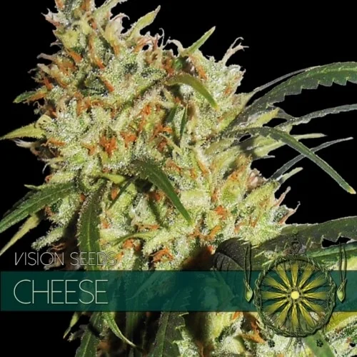 Gouda's Grass van Vision Seeds