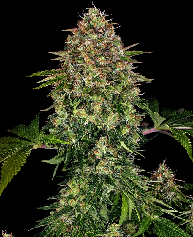 CBD van WeedSeedShop