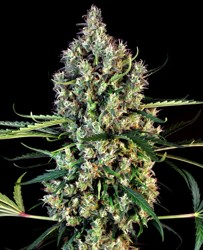 Lemon Haze van WeedSeedShop
