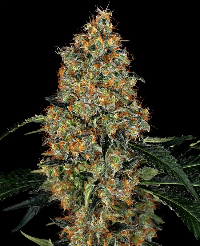 Nicole Bubba Kush van WeedSeedShop