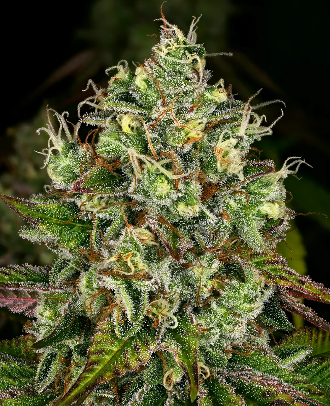 Gelato White van WeedSeedShop