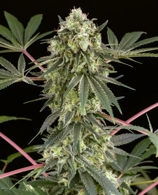 Girl Scout Cookies van WeedSeedShop