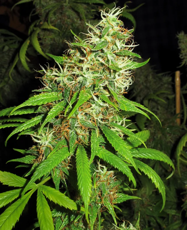 Super Silver Cheese van WeedSeedShop