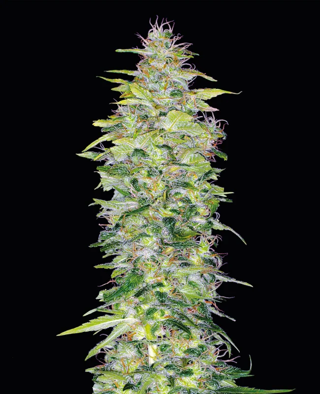 Northern Lights van WeedSeedShop