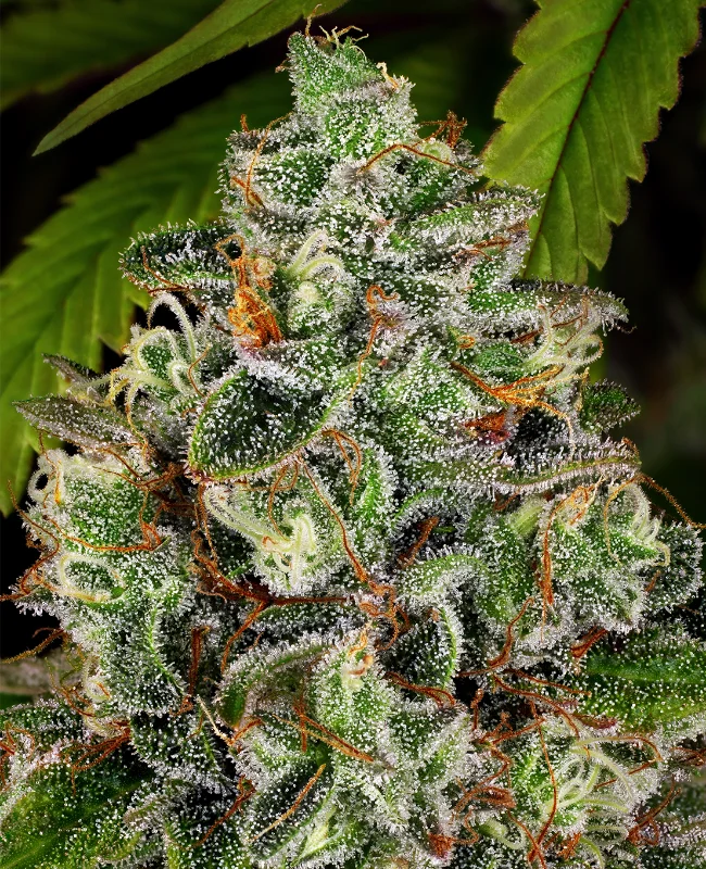 Crystal van WeedSeedShop