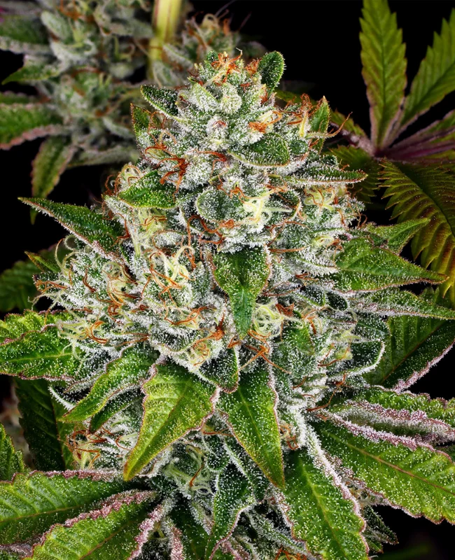 Do-Si-Dos van WeedSeedShop