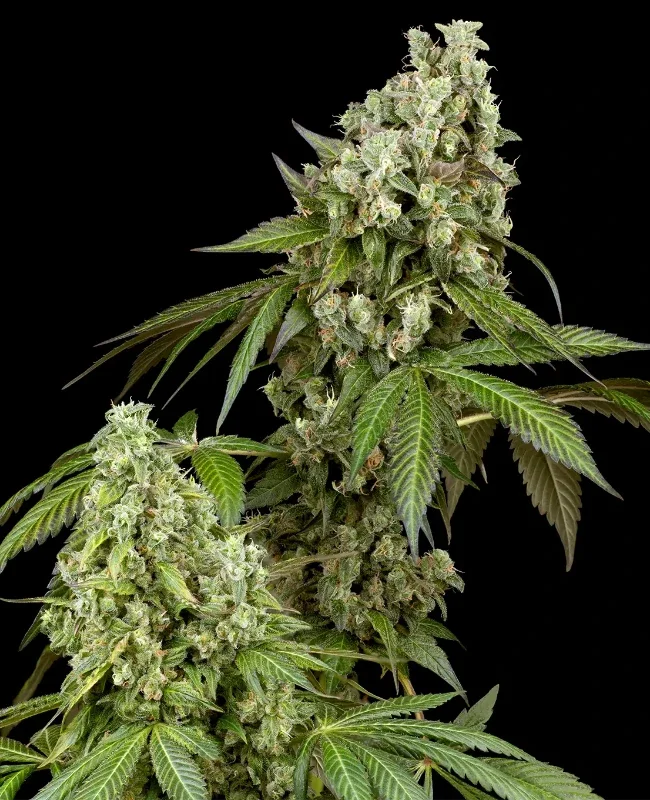 Diesel Haze van WeedSeedShop